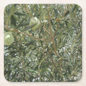 Olijfboombladeren Kartonnen Onderzetters (Voorkant)