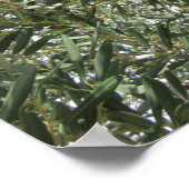 Olijfboombladeren Poster (Hoek)