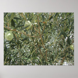 Olijfboombladeren Poster