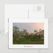 Olijfboomgaard bij zonsonderend wit briefkaart (Voorkant / Achterkant)