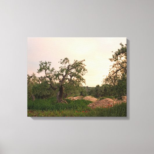 Olijfboomgaard bij zonsondergang canvas print (Voorkant)