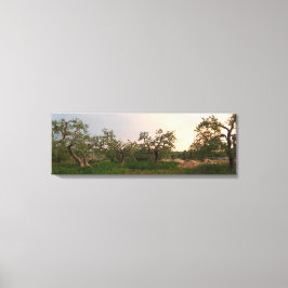Olijfboomgaard bij zonsondergang canvas print