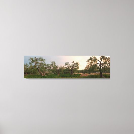Olijfboomgaard bij zonsondergang canvas print (Voorkant)