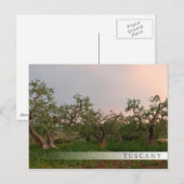 Olijfboomgaard in briefkaart met zonnestaaf (Voorkant / Achterkant)