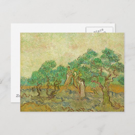 Olijfboomgaard van het Van Gogh Briefkaart (Voorkant / Achterkant)