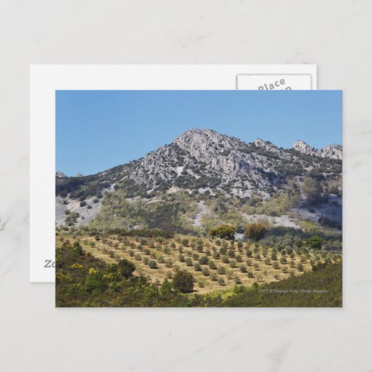 Olijfboomgaarden Briefkaart (Voorkant / Achterkant)