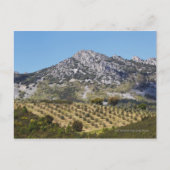 Olijfboomgaarden Briefkaart (Voorkant)