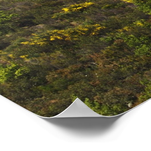 Olijfboomgaarden Poster (Hoek)