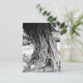 Olijfboomstam in Griekenland foto van de oude olij Briefkaart (Staand voorkant)