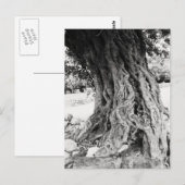 Olijfboomstam in Griekenland foto van de oude olij Briefkaart (Voorkant / Achterkant)