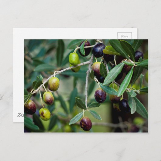 Olijffruit dat aan de boom groeit briefkaart (Voorkant / Achterkant)