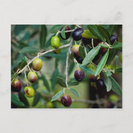 Olijffruit dat aan de boom groeit briefkaart