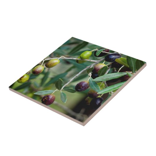 Olijffruit dat aan de boom groeit tegeltje (Zijkant)