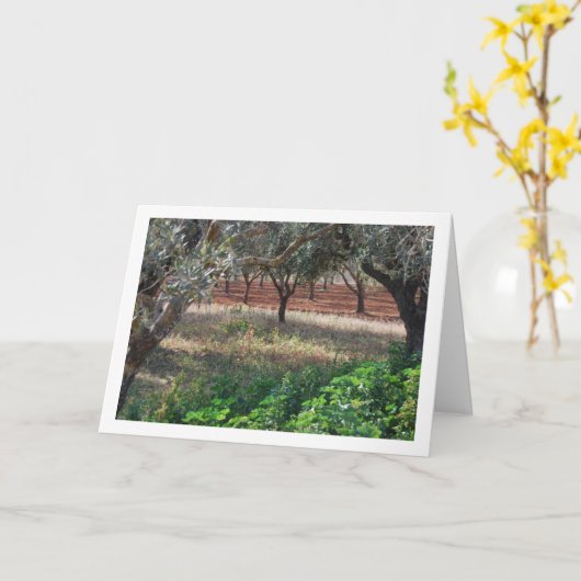 Olijfgaard in Valencia, Spanje Kaart (Gele Bloem)