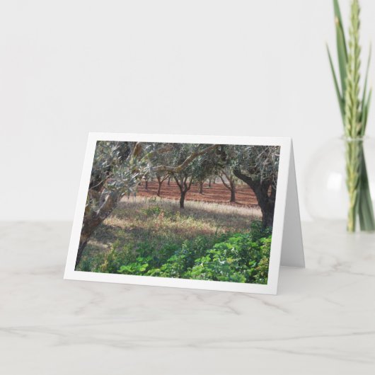 Olijfgaard in Valencia, Spanje Kaart (Voorkant)