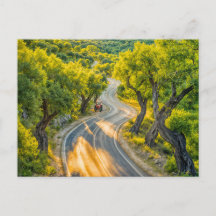 Olijfgaard met oude tractor aan de avondweg