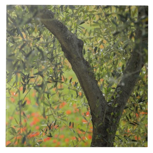 Olijfolie, Castiglione d'Orcia, provincie Siena Tegeltje (Voorkant)