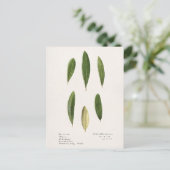 Olijfolie (Olea Europaea) Waterverf Schilderen Briefkaart (Staand voorkant)