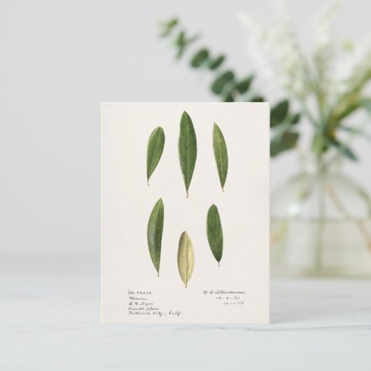 Olijfolie (Olea Europaea) Waterverf Schilderen Briefkaart (Staand voorkant)