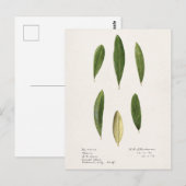 Olijfolie (Olea Europaea) Waterverf Schilderen Briefkaart (Voorkant / Achterkant)