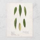 Olijfolie (Olea Europaea) Waterverf Schilderen Briefkaart (Voorkant)