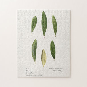 Olijfolie (Olea Europaea) Waterverf Schilderen Legpuzzel