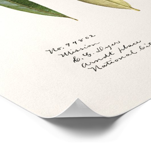 Olijfolie (Olea Europaea) Waterverf Schilderen Poster (Hoek)