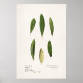 Olijfolie (Olea Europaea) Waterverf Schilderen Poster (Voorkant)