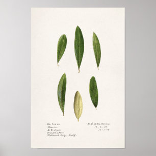Olijfolie (Olea Europaea) Waterverf Schilderen Poster