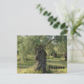 Olijfolie op het Griekse eiland Thassos Briefkaart (Staand voorkant)