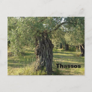 Olijfolie op het Griekse eiland Thassos Briefkaart