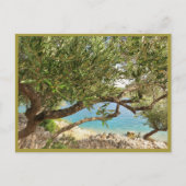 Olijfolie van het Middellandse-Zeegebied Briefkaart (Voorkant)