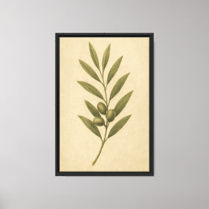 olijftak botanisch canvas afdruk