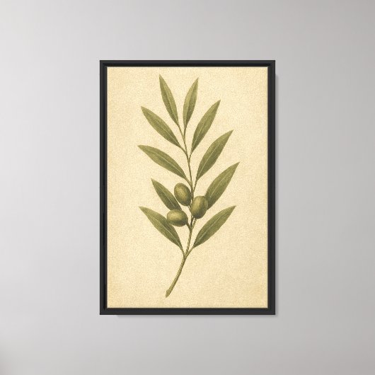 olijftak botanisch canvas afdruk (Voorkant)