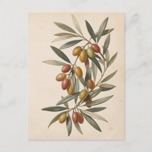 Olijftak Olijven Vintage Botanische Illustratie Briefkaart