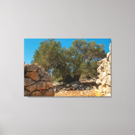 Olijftuinen van Lun Canvas Afdruk