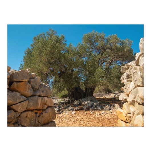 Olijftuinen van Lun Foto Afdruk (Voorkant)