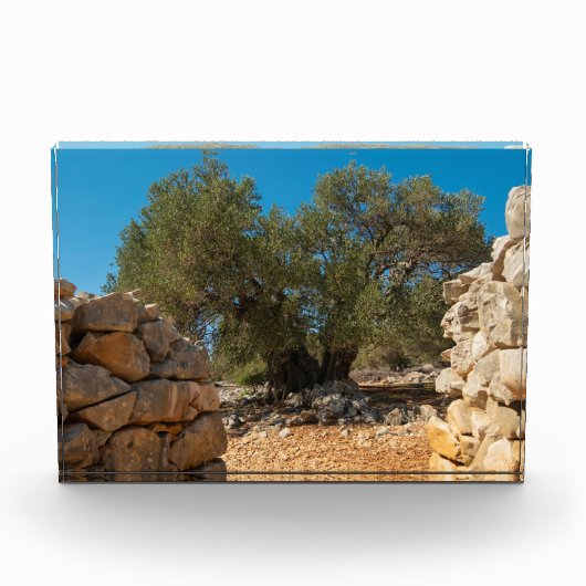 Olijftuinen van Lun Fotoblokken (Voorkant)