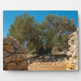 Olijftuinen van Lun Fotoplaat