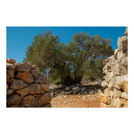 Olijftuinen van Lun Perfect Poster