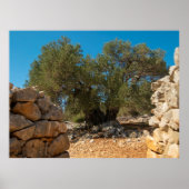 Olijftuinen van Lun Poster (Voorkant)