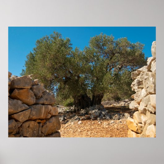 Olijftuinen van Lun Poster (Voorkant)