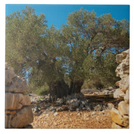 Olijftuinen van Lun Tegeltje