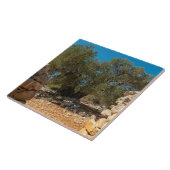 Olijftuinen van Lun Tegeltje (Zijkant)