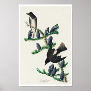 Olijfzijdige brochure van Audubon Poster