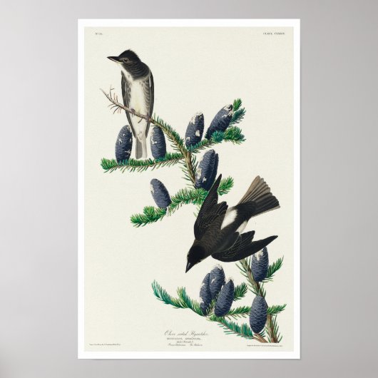 Olijfzijdige brochure van Audubon Poster (Voorkant)