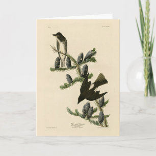 Olijfzijdige vlieger, Amerikaanse vogels van Audub Kaart