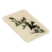 Olijfzijdige vlieger, Amerikaanse vogels van Audub Magneet (Rechterzijde)