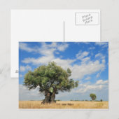 Olijven Briefkaart (Voorkant / Achterkant)