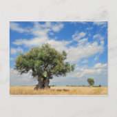 Olijven Briefkaart (Voorkant)